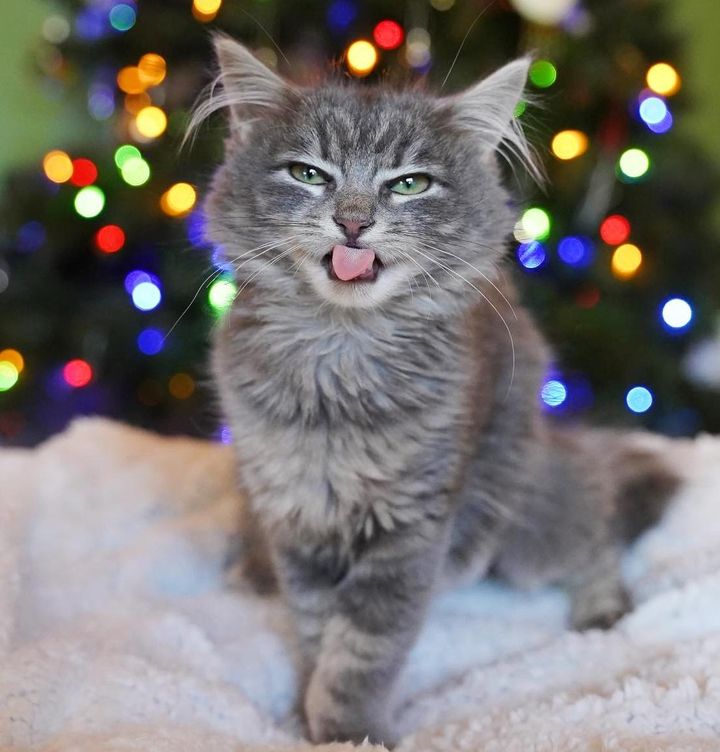 grey cat tongue